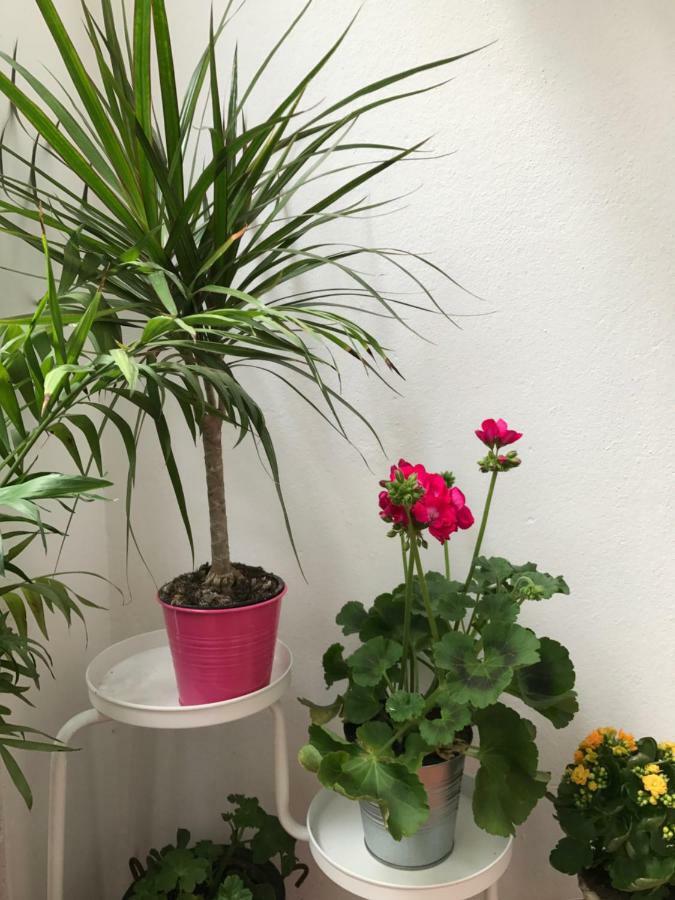 Plaza San Marcos Appartement